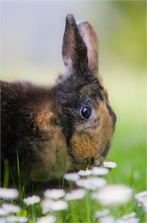 Zum Abschied gibt es Hase ...