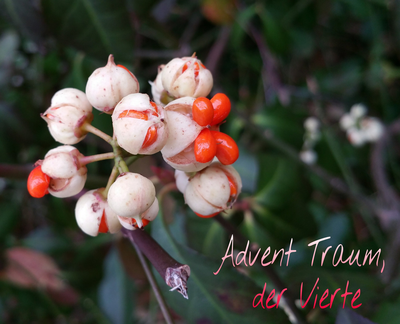   Zum Advent - Hütchen in weiss 