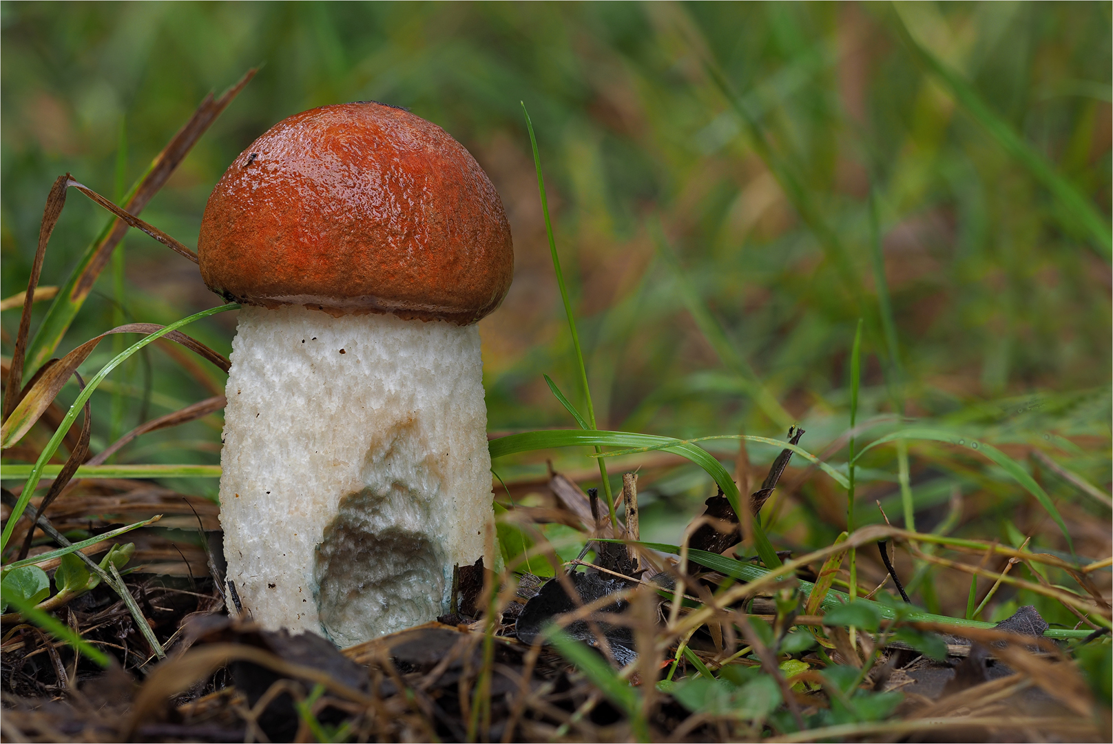 zum-anbei-en-foto-bild-makro-natur-nahaufnahme-bilder-auf