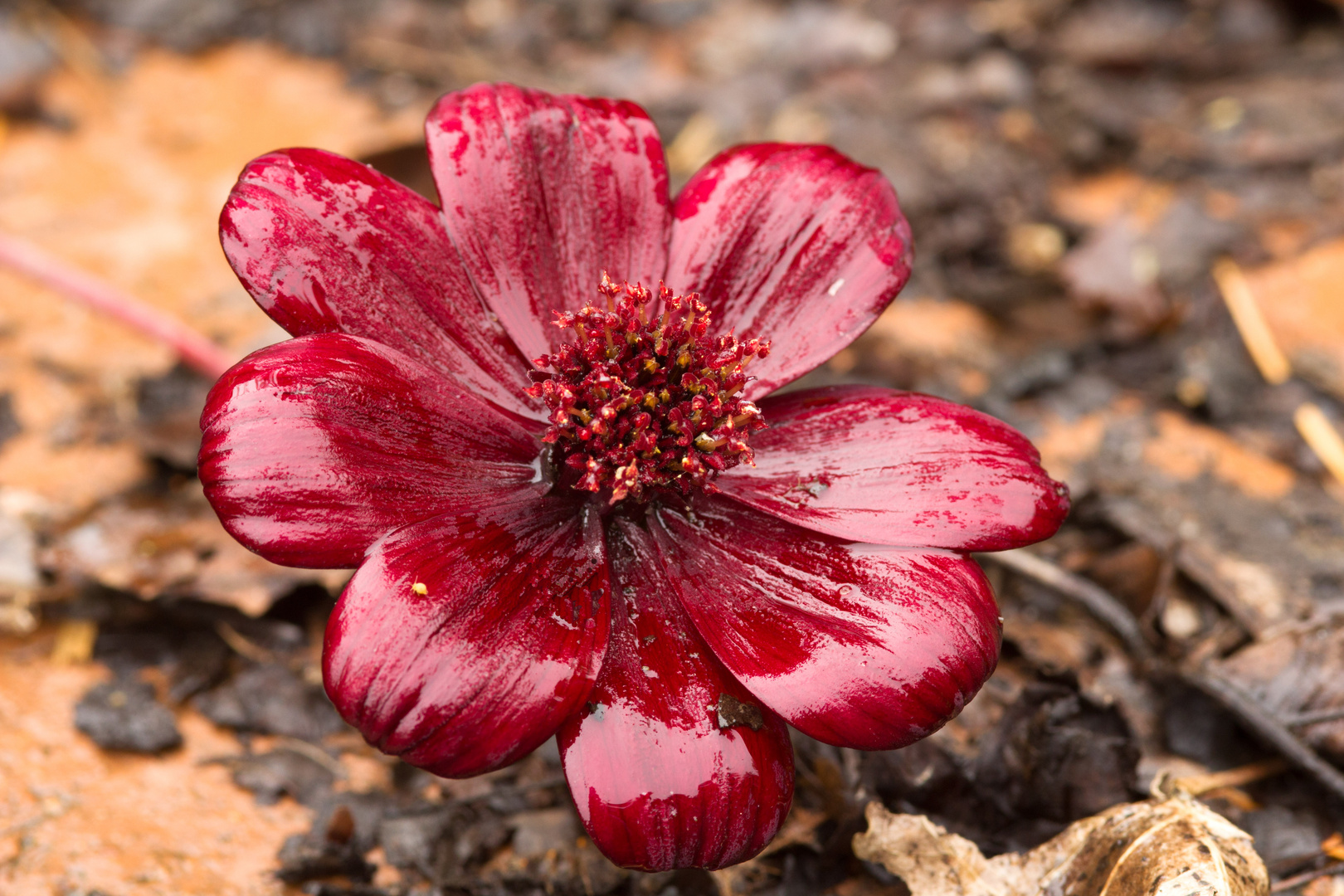 zum anbeißen.....Schokoladen Blume