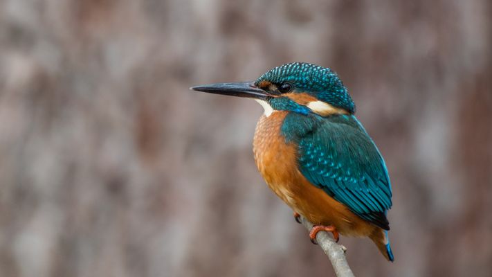 Zum Ausgleich noch ein männlicher Vertreter