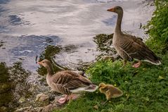 Zum Baby-Schwimmen II