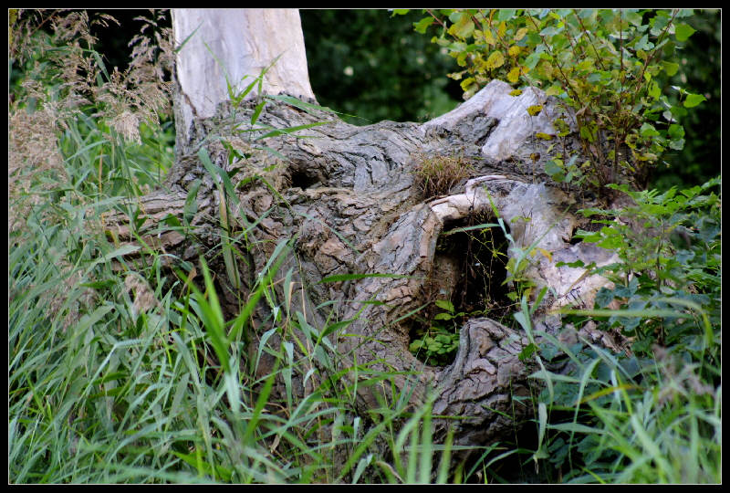 Zum Baum erstarrt