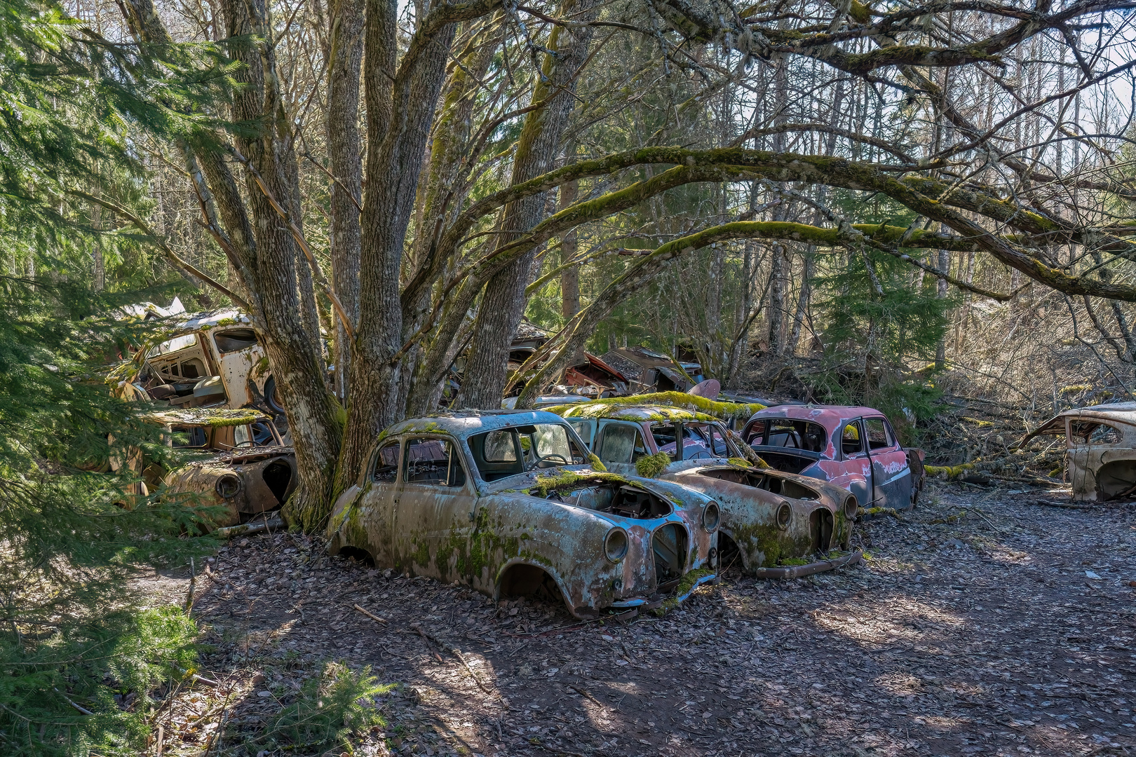 zum berühmten schwedischen Oldtimerfriedhof Bastnäs