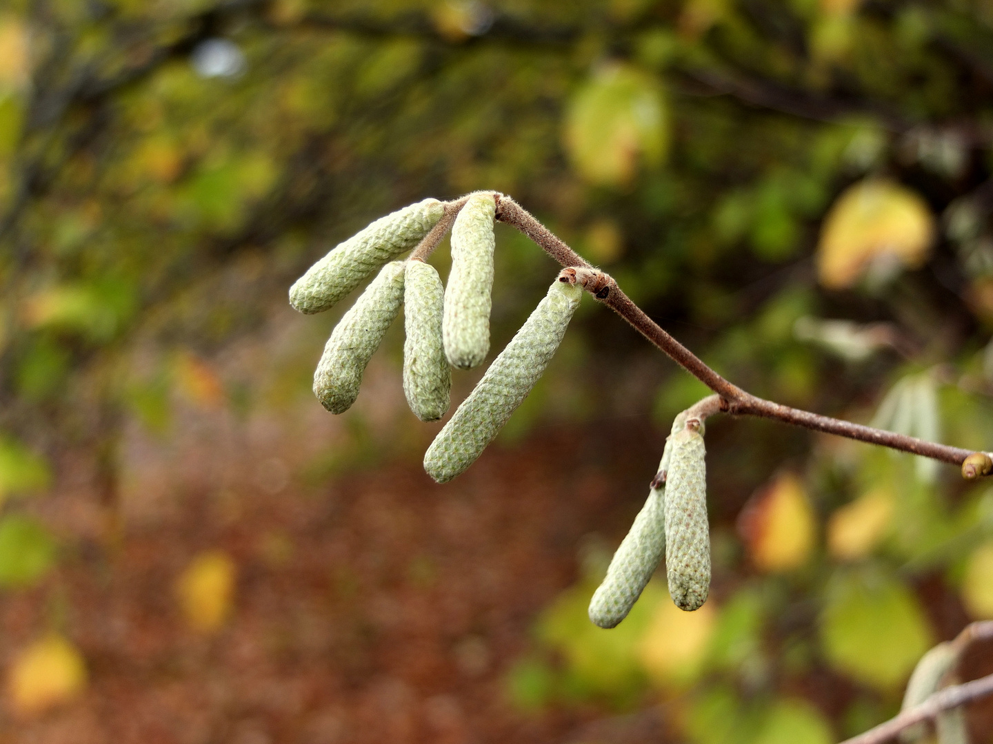 zum Blatt