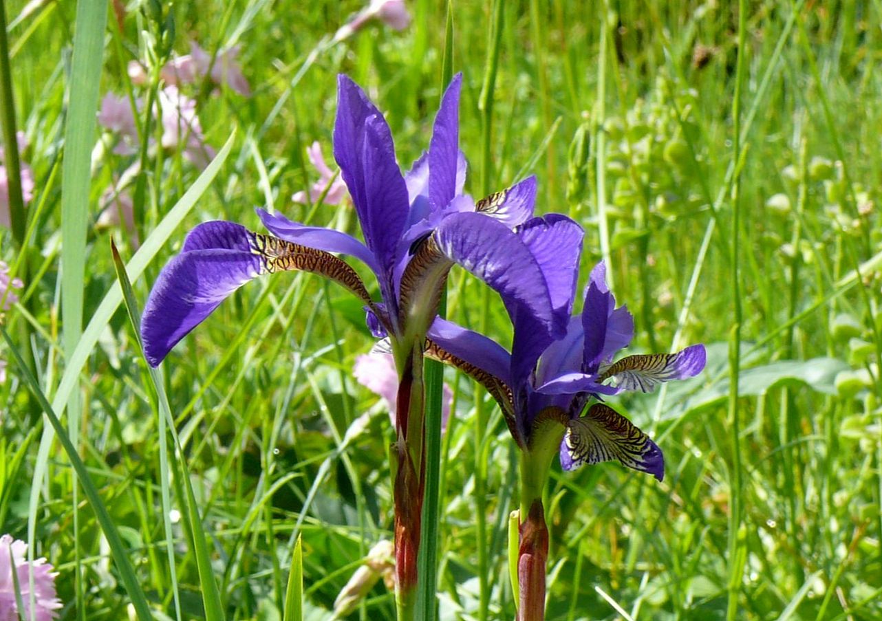 Zum blauen Montag