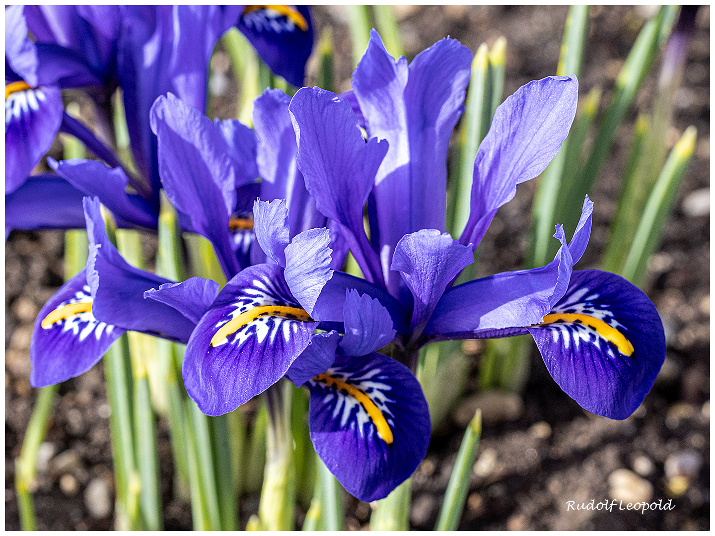 zum "blauen Montag"