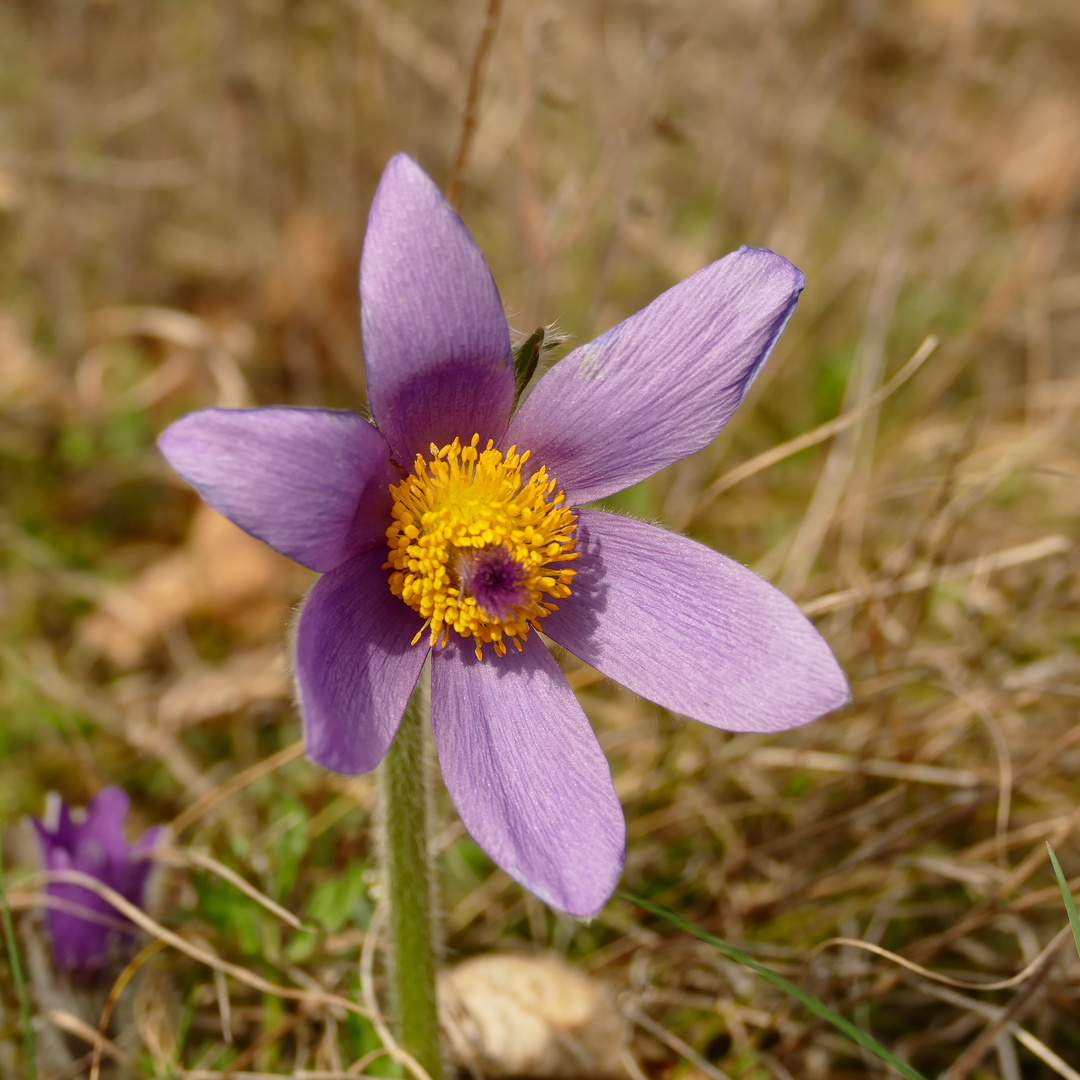 Zum blauen Montag eine blaue Blume.