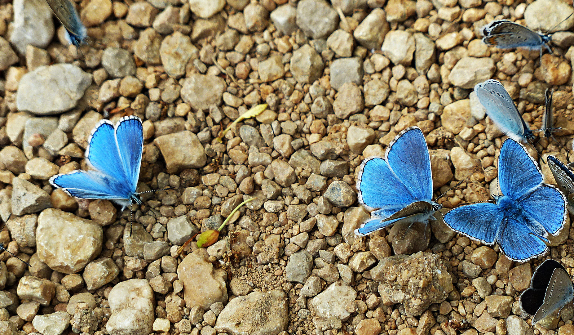 Zum blauen Tag