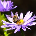 Zum Blue Monday - blaue Aster mit Biene 