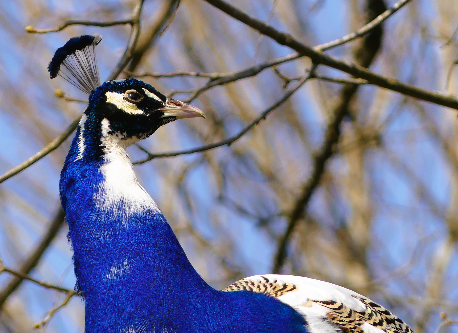 Zum Blue Monday - Der blaue Hals des Pfaus