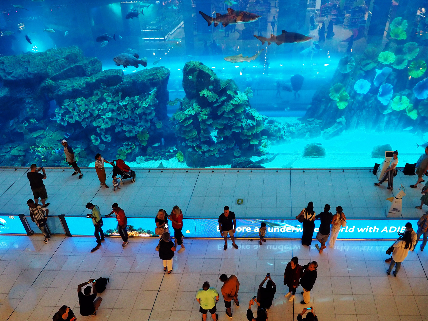 Zum Blue Monday: Dubai Mall Aquarium