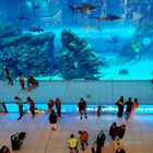 Zum Blue Monday: Dubai Mall Aquarium