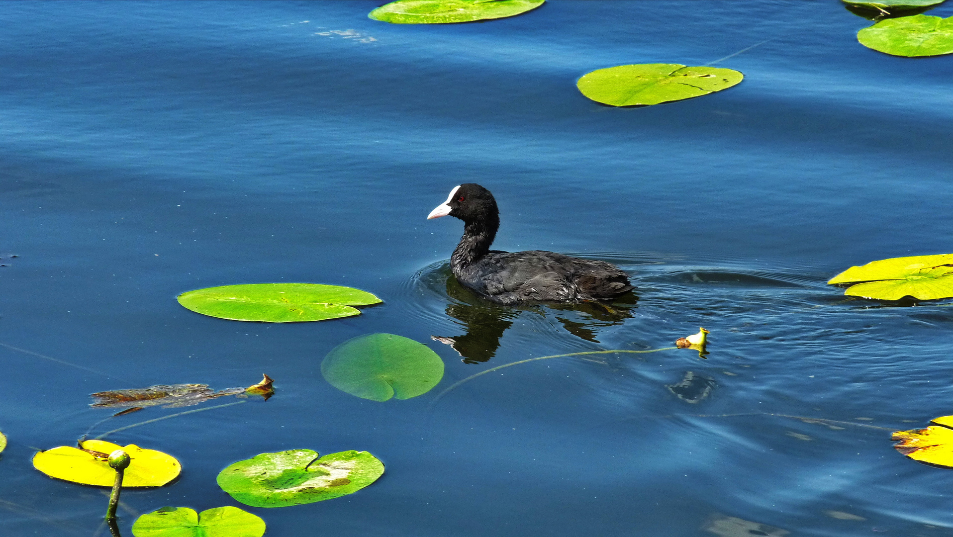 Zum Blue-Monday - Ein schöner Tag am Seeburger See