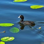 Zum Blue-Monday - Ein schöner Tag am Seeburger See