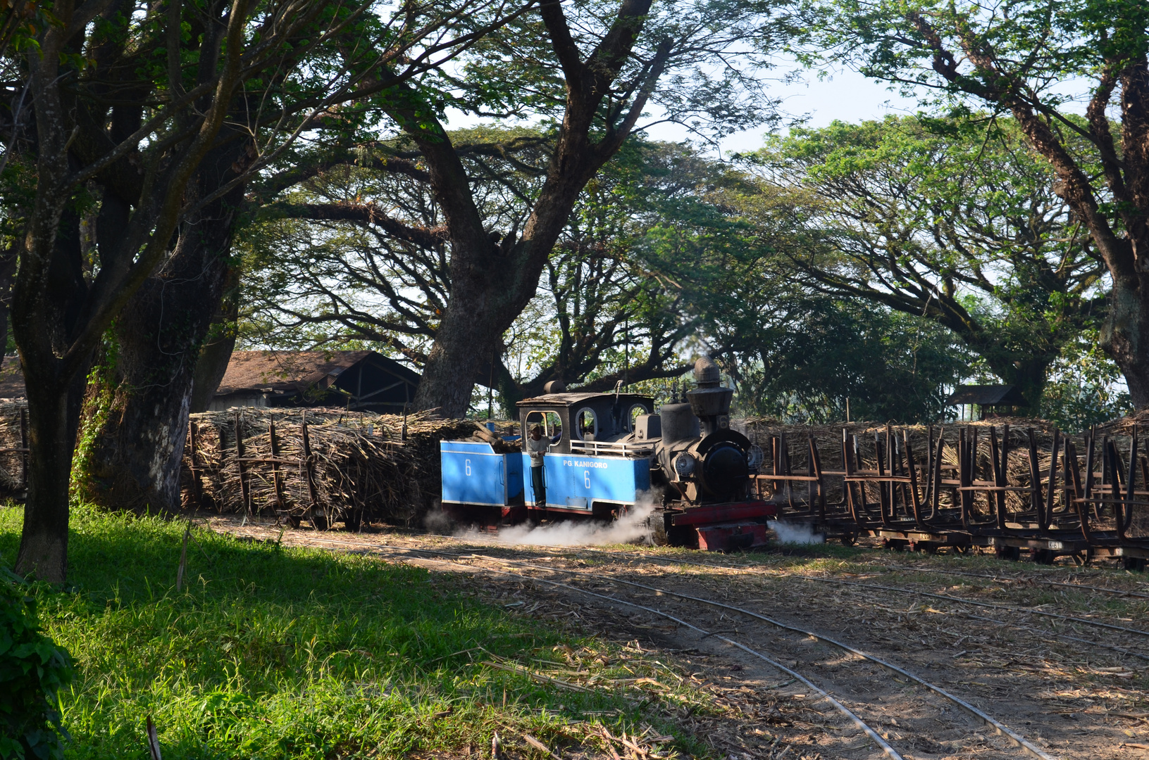 zum-blue monday: indonesien-442 feldbahn zuckerfabrik  Kanigoroauf  Java-juli 2014