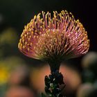 Zum Blümchen-Mittwoch: die Nadelkissenprotea