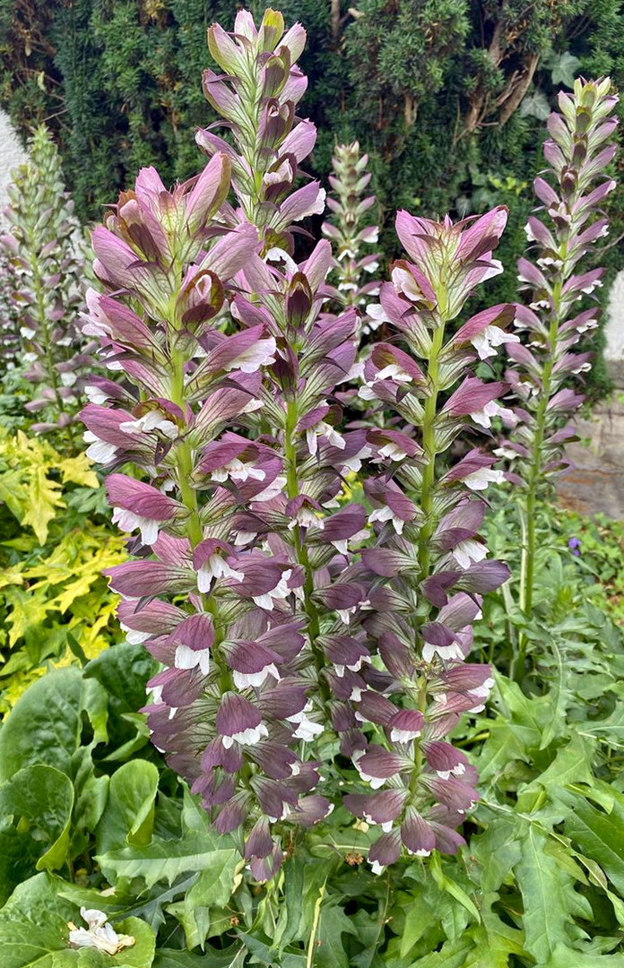 Zum Blümchentag: Acanthus Mollis