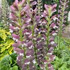 Zum Blümchentag: Acanthus Mollis