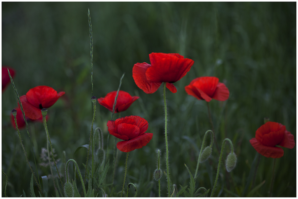 Zum Blümchentag mal wieder Mohn :-)