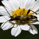 Zum Blütenbesuch