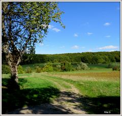 ZUM BÜBINGER WALD