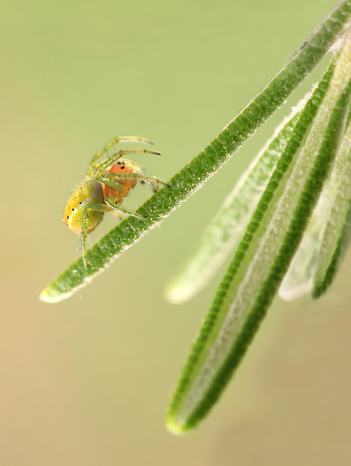 Zum Darangewöhnen: Eine 3mm-Kürbisspinne für "Arachnophobe"