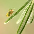 Zum Darangewöhnen: Eine 3mm-Kürbisspinne für "Arachnophobe"