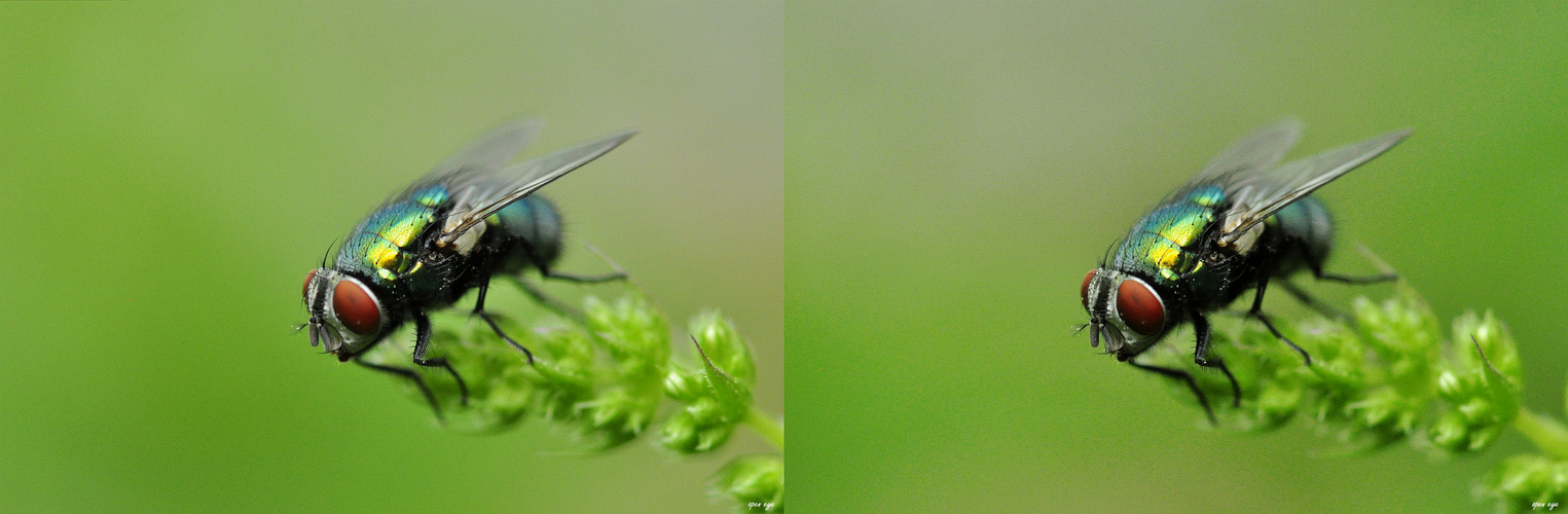 Zum davon Fliegen - 3D Kreuzblick