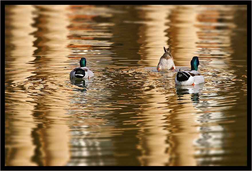 ~~ zum Davonschwimmen und Abtauchen ~~