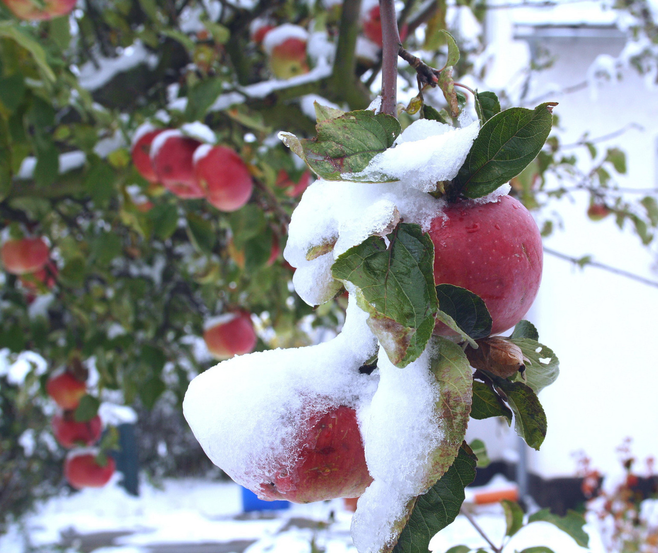 Zum Dessert, Apfel frisch geeist.