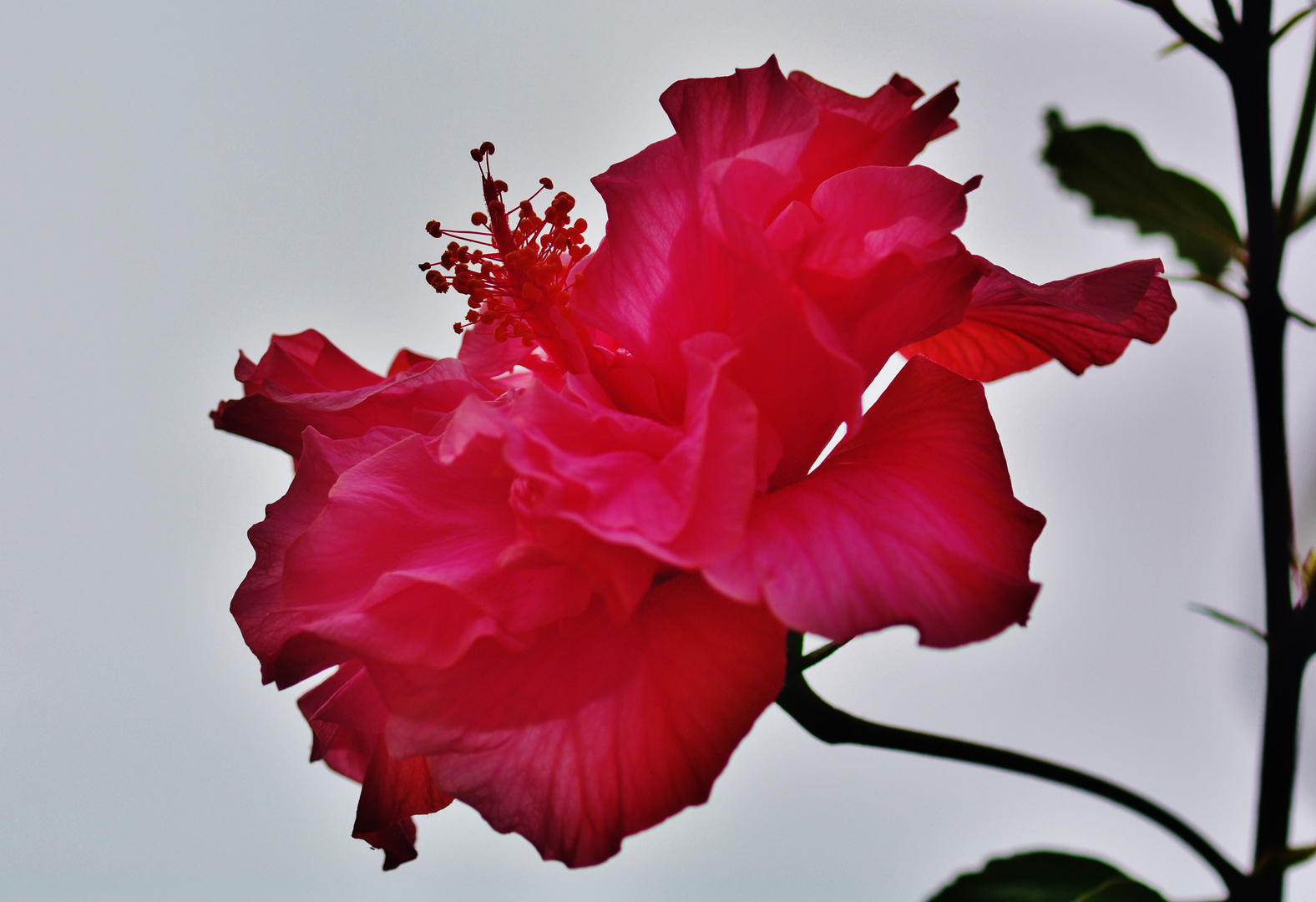 Zum doppelten Espresso eine doppelte Hibiskusbluete...