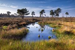 Zum Dritten: Alte Kiefern im Moor