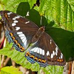 Zum Earth Day am 22.4.2019: Grosser Eisvogel (Limenitis populi) - Le Grand Sylvain.