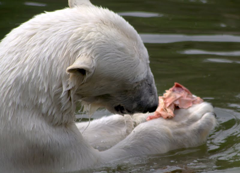 zum Eisbär - Frühstück