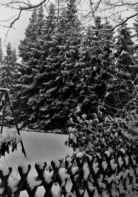 Zum ersten Advent - Verschneiter Garten mit üppigem Tannenbewuchs 1994