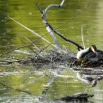 Zum ersten mal brütet ein Haubentaucherpaar im Biberrevier