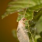 Zum ersten Mal habe ich eine nicht grüne Florfliege gesehen: Hemerobius lutescens