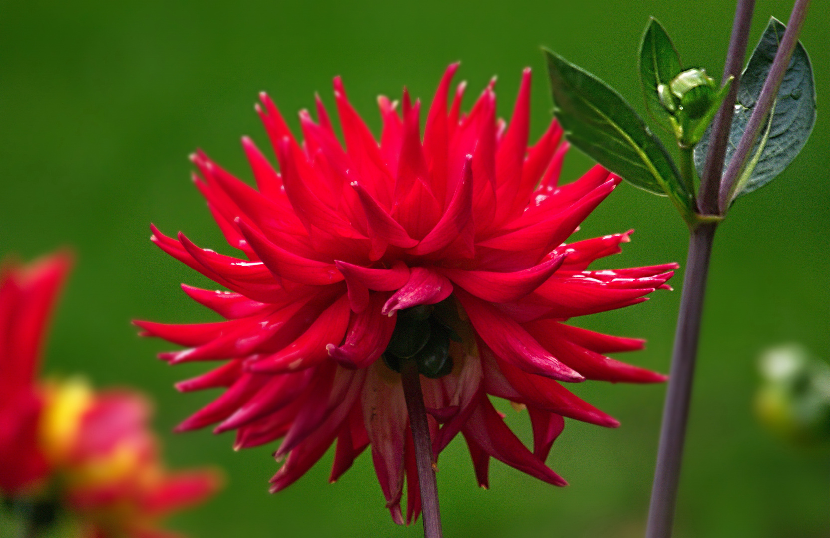 Zum Feiertag Foto & Bild pflanzen, pilze & flechten, blüten