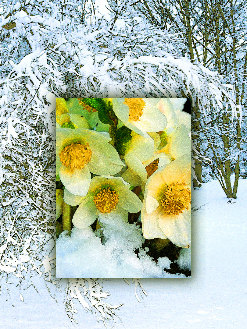 Zum Fest der Liebe Foto & Bild bäume, schnee, natur Bilder auf