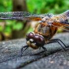 Zum Fliegen geboren