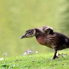 Zum Fliegen reichts noch nicht