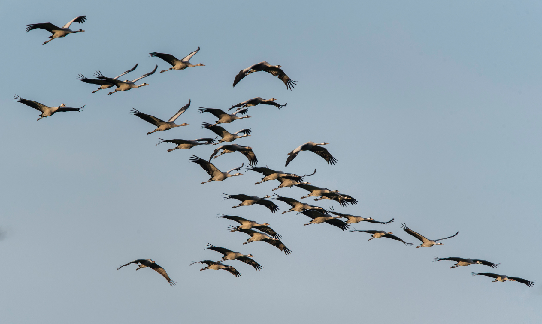 Zum Freitag mal wieder Vögel des Glücks