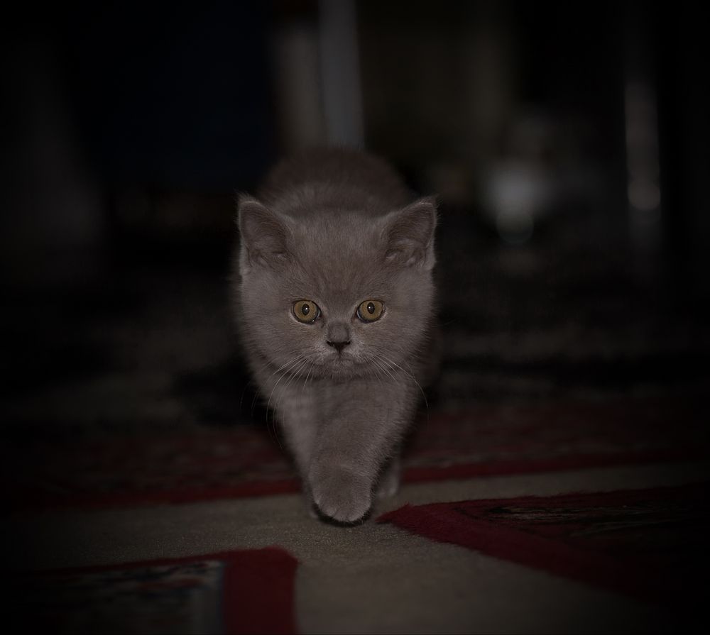 Zum Fressen Foto & Bild tiere, haustiere, katzen Bilder auf