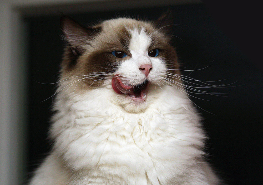 Zum fressen gern. Foto & Bild natur, katzen, tiere Bilder auf