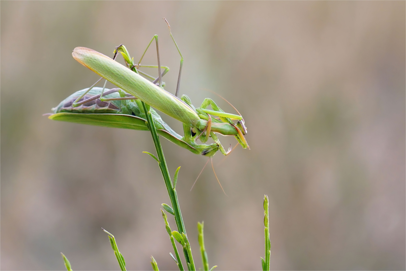 Zum Fressen gern? Aber die große Liebe frisst man doch nicht... Mantis religiosa