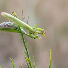 Zum Fressen gern? Aber die große Liebe frisst man doch nicht... Mantis religiosa