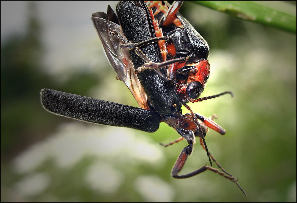 zum fressen gern...oder eine metamorphose?