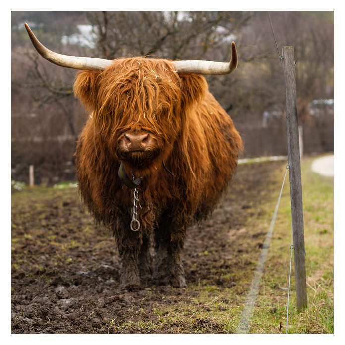 ... zum Friseur !??! ...