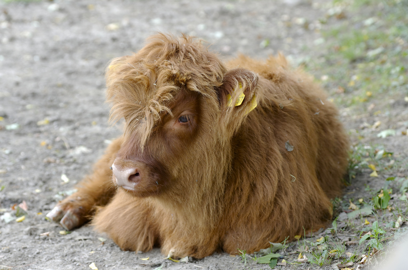 Zum Friseur? Nee!